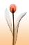 Picture of TULIPS III