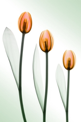 Picture of TULIPS IV