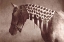 Picture of WEAVE
