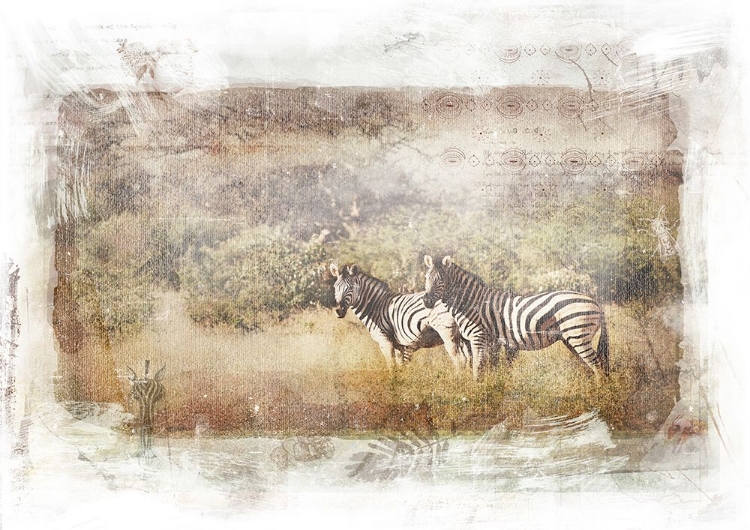 Picture of ZEBRA FAMILY