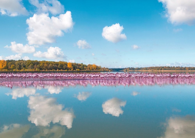 Picture of FLAMINGOS REFLECTION - CAMARGUE - FRANCE