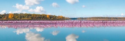 Picture of FLAMINGOS REFLECTION - CAMARGUE - FRANCE (DETAIL)