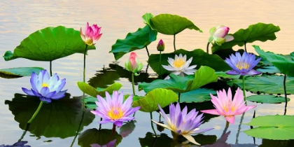 Picture of FLOWERED POND