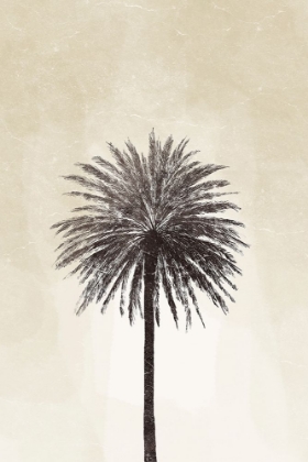 Picture of PALMERA I