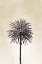 Picture of PALMERA I