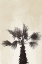 Picture of PALMERA II