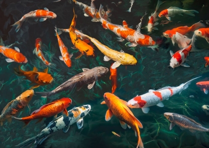 Picture of POND WITH KOI-FISH