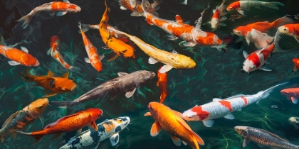 Picture of POND WITH KOI-FISH (DETAIL)