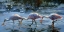 Picture of SPOONBILL LATE FEEDING