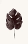 Picture of TROPICAL LEAF I