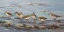 Picture of WAVERUNNERS