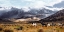 Picture of WILD HORSES - MONO LAKE NATURAL RESERVE - CALIFORNIA