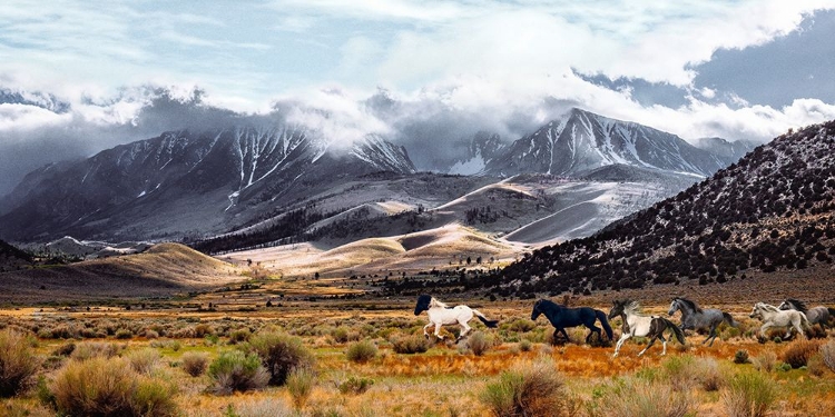 Picture of WILD HORSES - MONO LAKE NATURAL RESERVE - CALIFORNIA