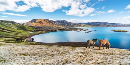 Picture of WILD HORSES BY A LAKE - ICELAND