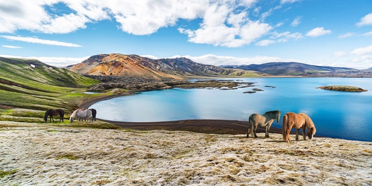 Picture of WILD HORSES BY A LAKE - ICELAND