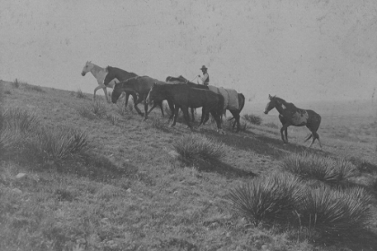 Picture of A STRAY MAN, AND MOUNT