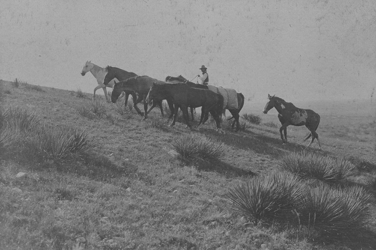 Picture of A STRAY MAN, AND MOUNT