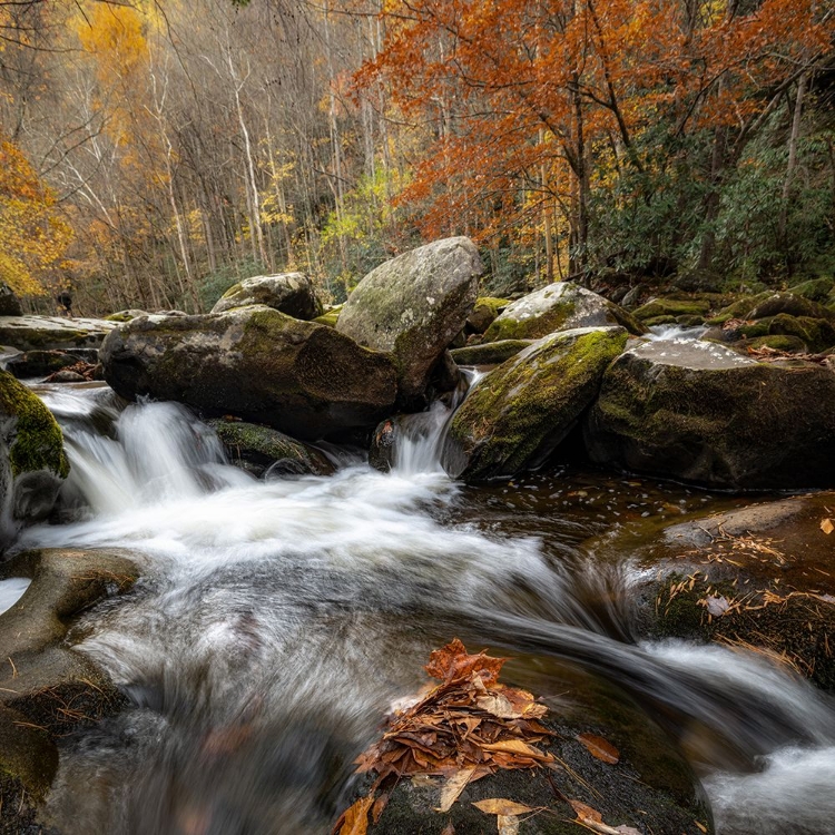 Picture of AUTUMN RUSH I