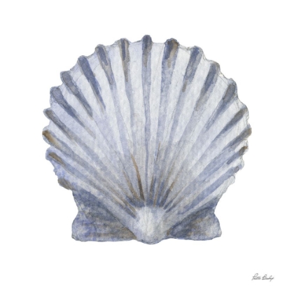 Picture of BLUE SCALLOP