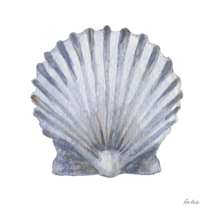 Picture of BLUE SCALLOP