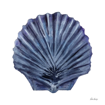 Picture of BLUE SHELL SCALLOP