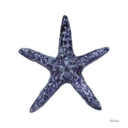 Picture of BLUE SHELL STARFISH