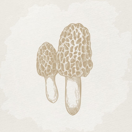 Picture of BOTANICAL MUSHROOM 3