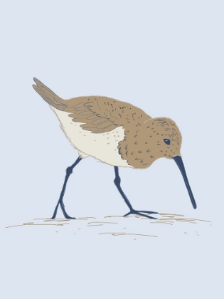 Picture of COASTAL BIRDS SAND PIPER