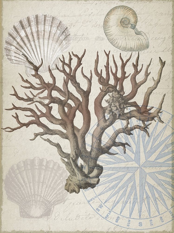 Picture of COASTAL CORAL