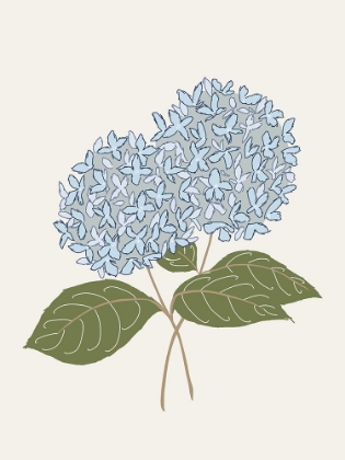 Picture of COASTAL FLOWERS BLUE HYDRANGEAS