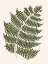 Picture of FOREST FERN BLUSH 1