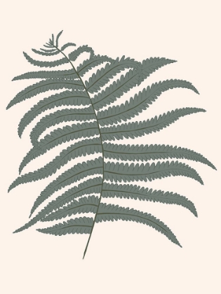 Picture of FOREST FERN BLUSH 2