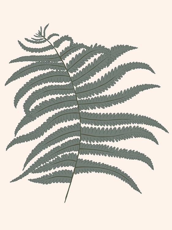 Picture of FOREST FERN BLUSH 2