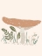 Picture of FOREST MUSHROOM
