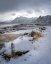 Picture of GIMSOY SNOW