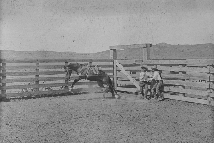 Picture of IN THE BRONC PENS