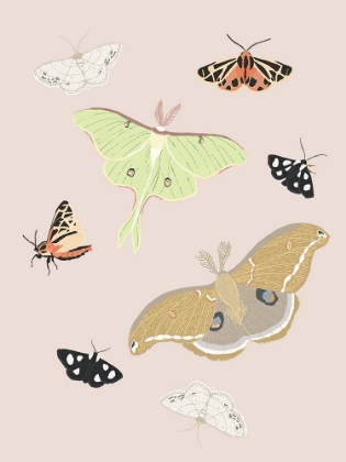 Picture of MOTHS OF THE FOREST