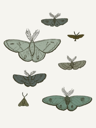Picture of MOTHS SHADES OF GREEN