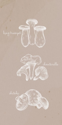 Picture of MUSHROOMS 1