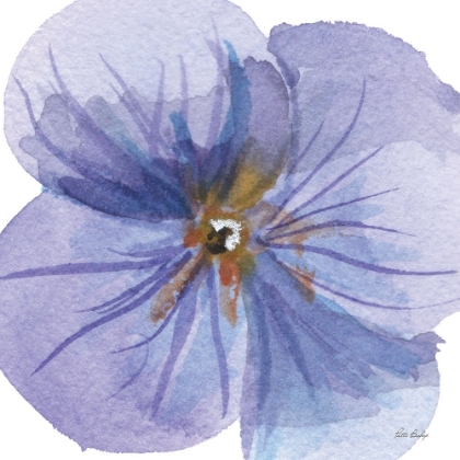 Picture of PANSIE PURPLE