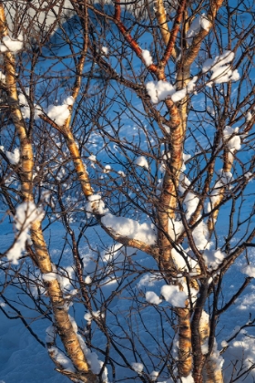 Picture of SNOW BALLS I