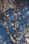 Picture of SNOW BALLS II