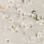 Picture of SWEET SPRING II
