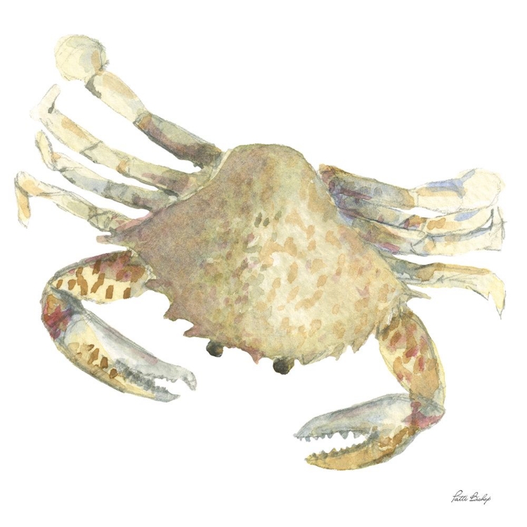 Picture of TAN CRAB