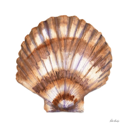 Picture of TAN SHELL SCALLOP