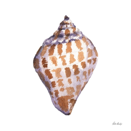 Picture of TAN SHELL SCOTCH