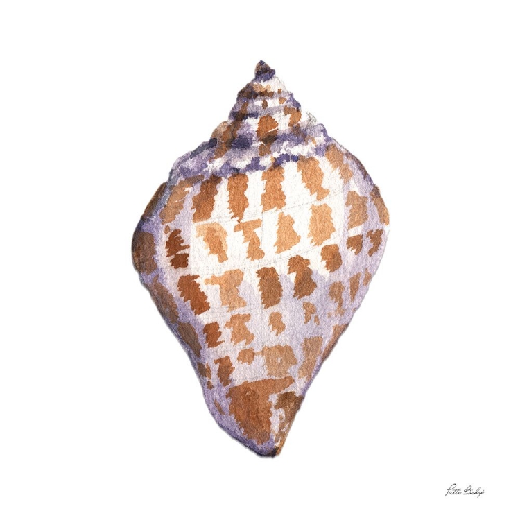 Picture of TAN SHELL SCOTCH