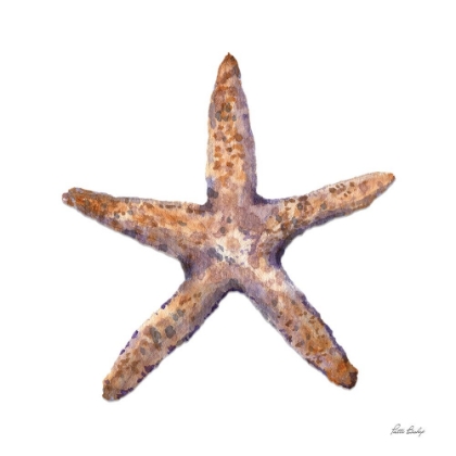 Picture of TAN SHELL STARFISH