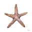 Picture of TAN SHELL STARFISH