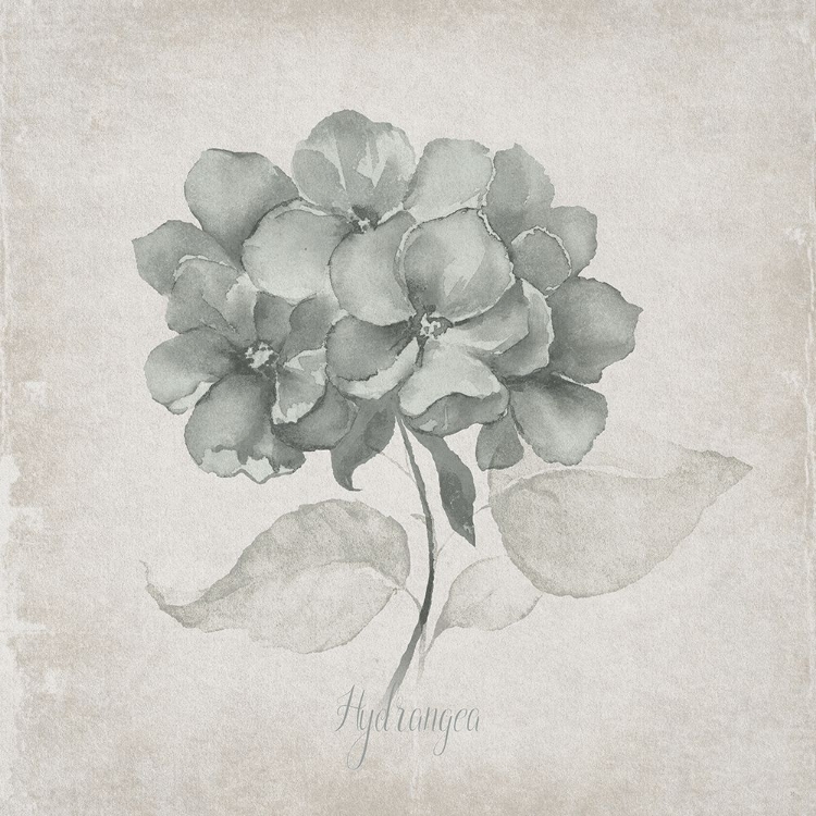 Picture of VINTAGE HYDRANGEA